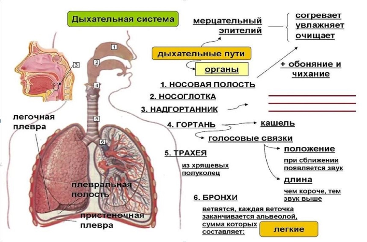 Дыхательная система бронхи