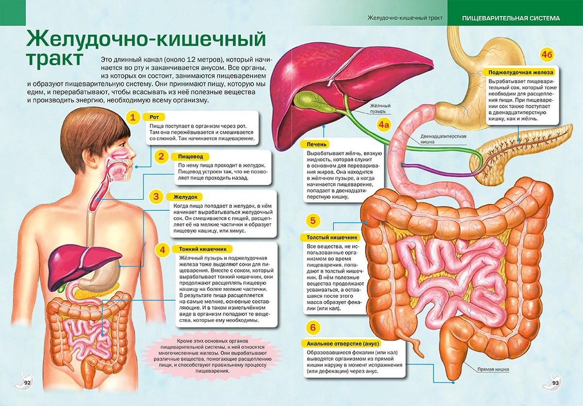 Печень и кишечник образуются. Строение желудочно-кишечный тракт человека анатомия. Схема желудочно-кишечного тракта. Пищеварительная система кишечник анатомия. Строение желудочно-кишечного тракта человека схема.