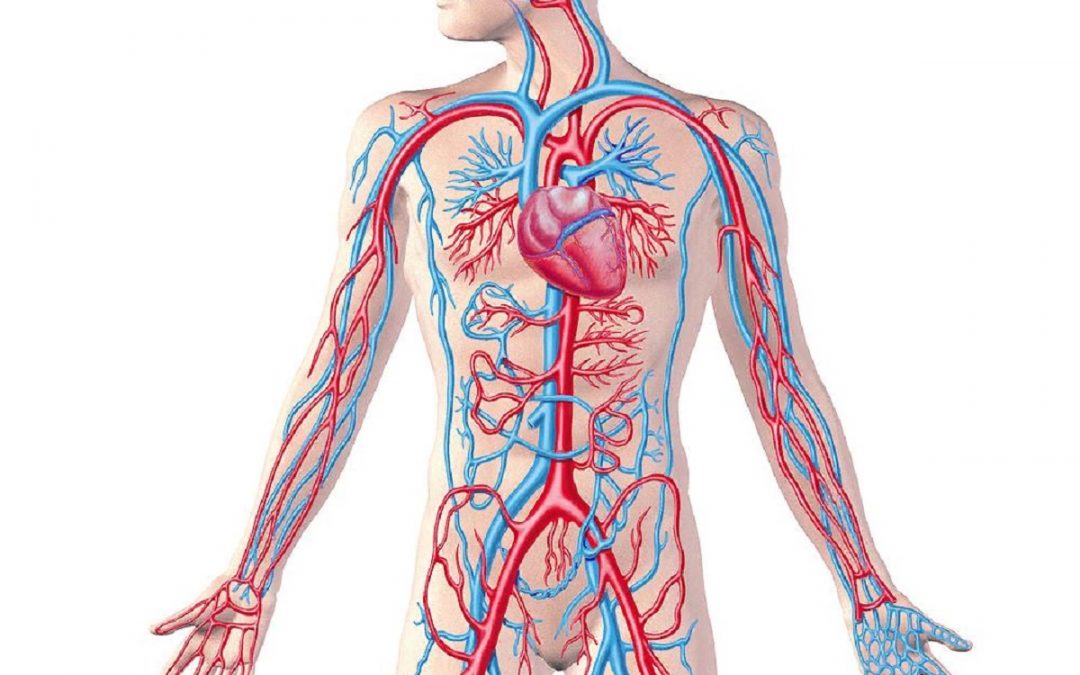 Воды сосуды человека. Кровеносная система. Кровяностная системачеловека. Кровеносные сосуды сердца человека.